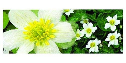 Caltha palustris alba (White marigold) - Marginal Pond Plants - MP015