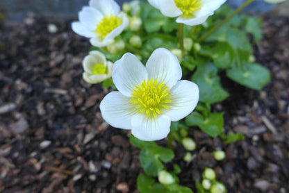 Caltha palustris alba (White marigold) - Marginal Pond Plants - MP015