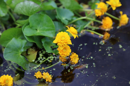 Caltha palustris plena (Double marsh marigold) - Marginal Pond Plants - MP017