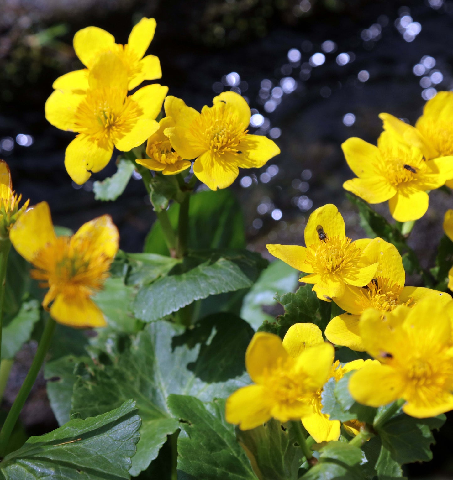 Caltha palustris polypetala (Giant king cup) - MP018  Packs