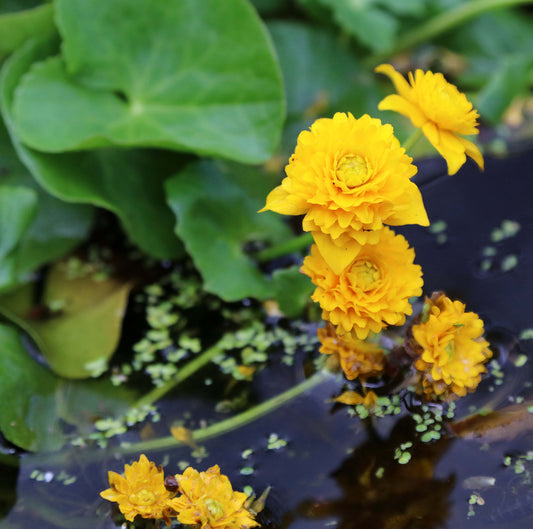 Caltha palustris plena (Double marsh marigold) - MP017 Packs