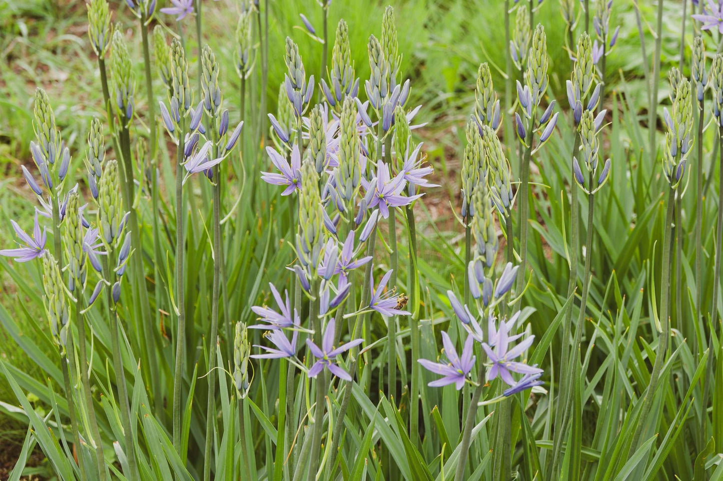 Camassia esculenta ‘Quamash’ - Marginal Pond Plant - BP020