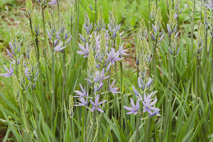 Camassia esculenta ‘Quamash’ - Marginal Pond Plant - BP020