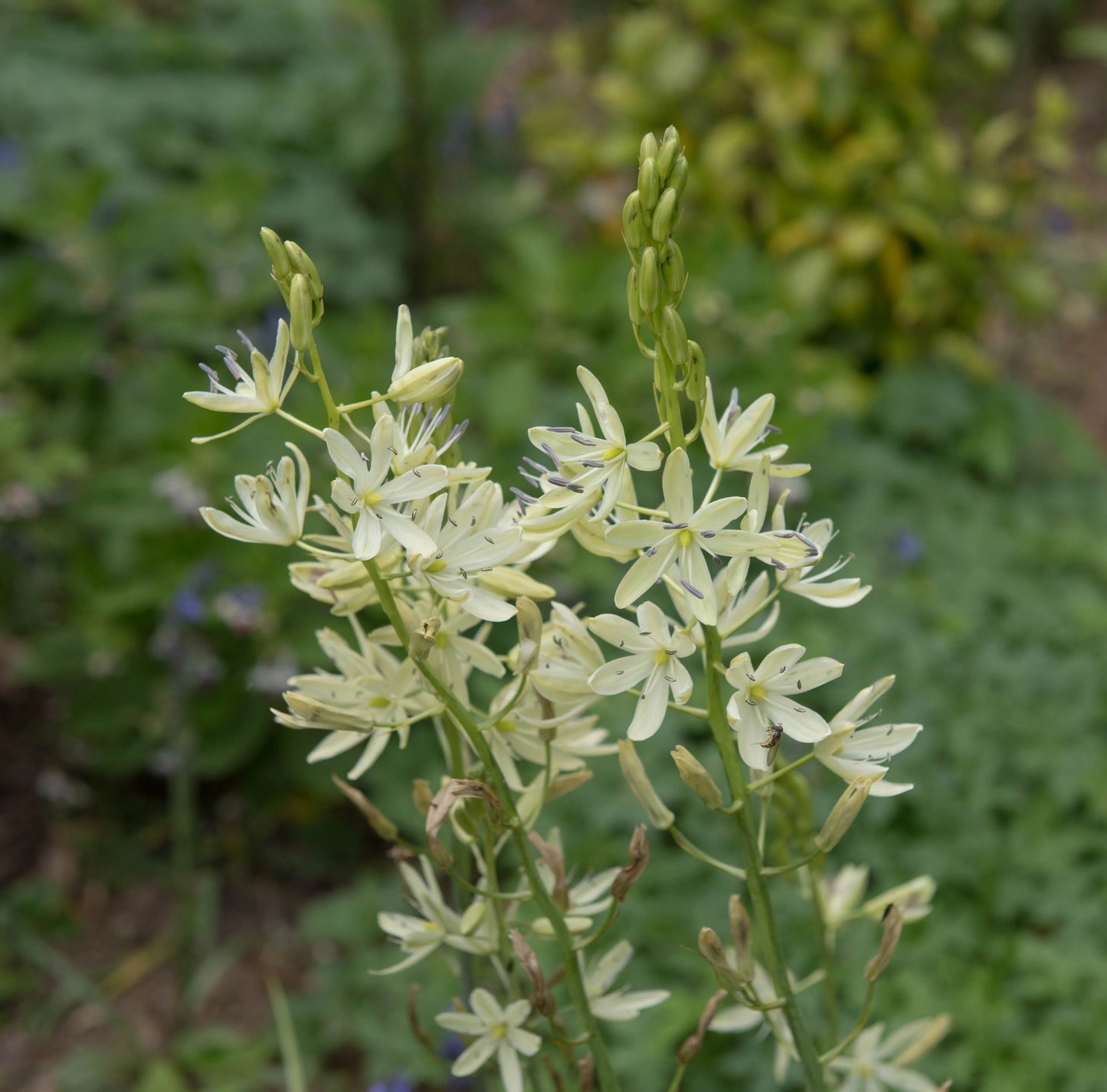 Camassia leichtlini ‘ALBA’ (Common camas lily) - Marginal Pond Plant - BP021