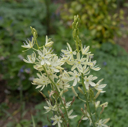 Camassia leichtlini ‘ALBA’ (Common camas lily) - BP021 Packs