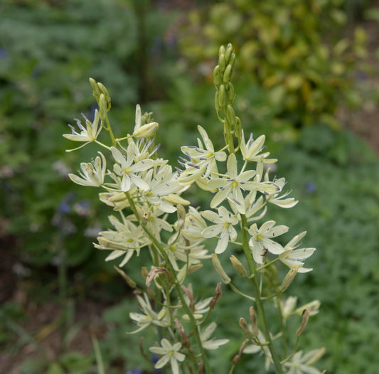 Camassia leichtlini ‘ALBA’ (Common camas lily) - BP021 Packs