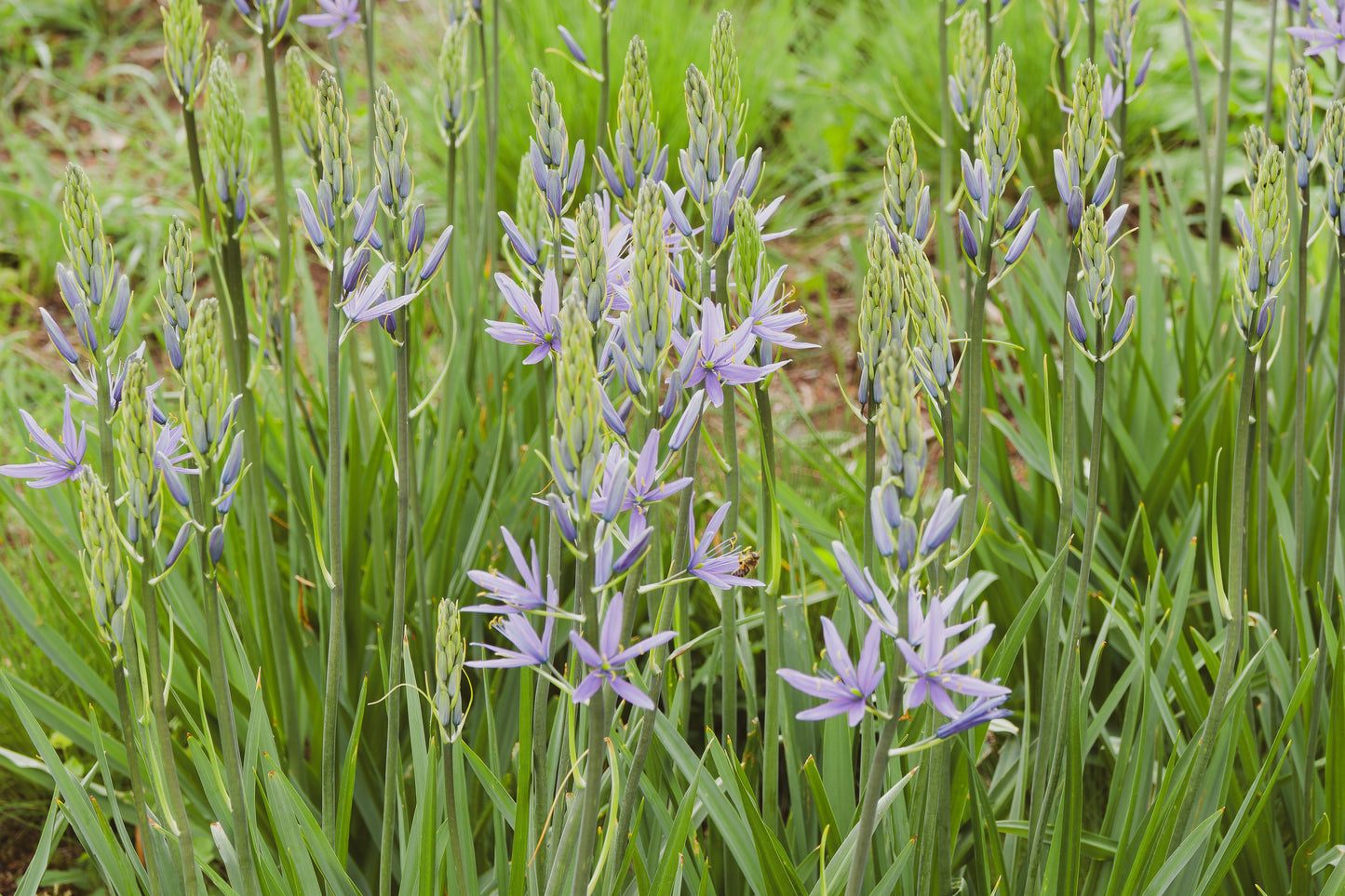 Camassia esculenta ‘Quamash’ - BP020 Packs
