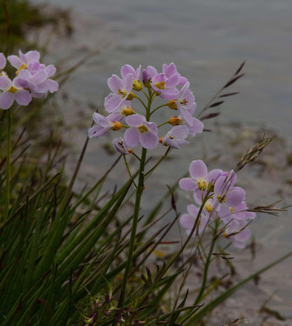 Cardamine pratensis (Lady’s smock) - Marginal Pond Plants - MP019