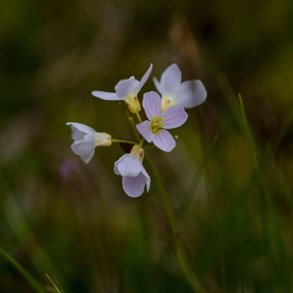 Cardamine pratensis (Lady’s smock) - Marginal Pond Plants - MP019