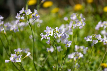 Cardamine pratensis (Lady’s smock) - Marginal Pond Plants - MP019