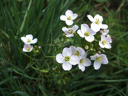 Cardamine pratensis (Lady’s smock) - Marginal Pond Plants - MP019