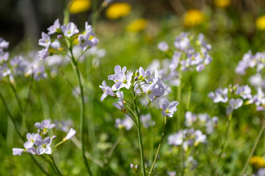 Cardamine pratensis (Lady’s smock) - MP019 Packs