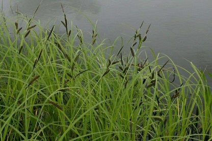 Carex acuta (Slender-tufted sedge) - Marginal Pond Plants  - MP020