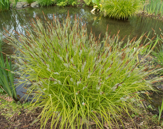 Carex Elata 'Aurea' - BP022A Packs