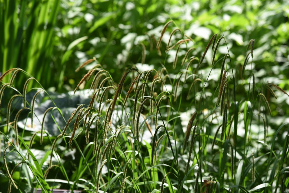 Carex Flacca - BP022 Packs