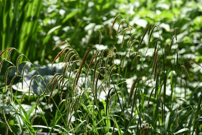 Carex Flacca - BP022 Packs