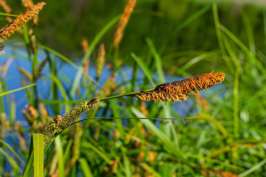 Carex acuta (Slender-tufted sedge) - Marginal Pond Plants  - MP020
