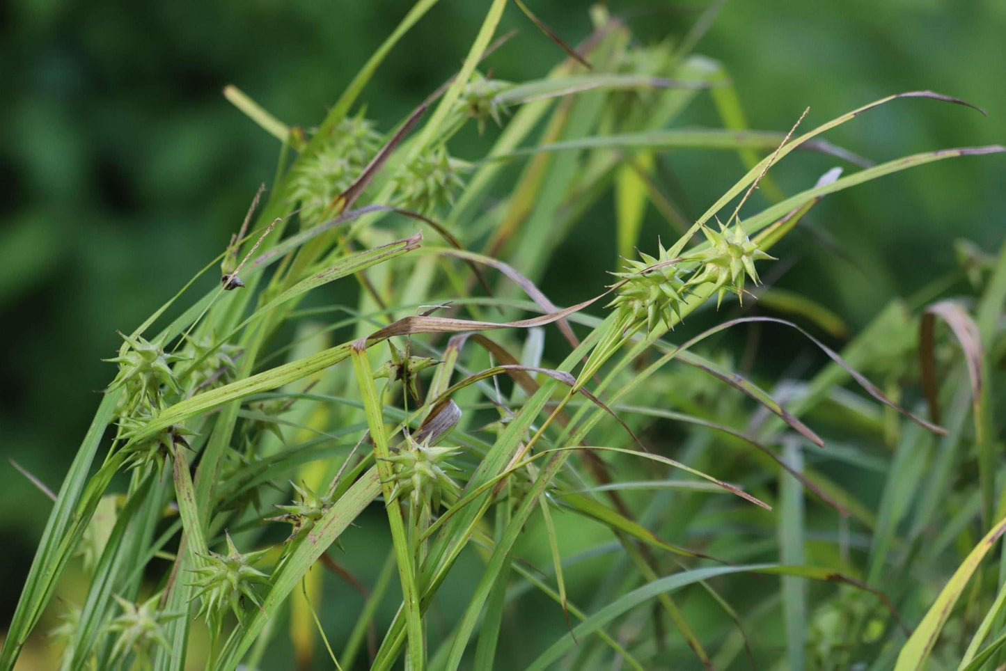 Carex grayi (Mace sedge) - Marginal Pond Plants - MP022