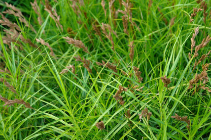 Carex muskingumensis (Musk sedge) - Marginal Pond Plants - MP023