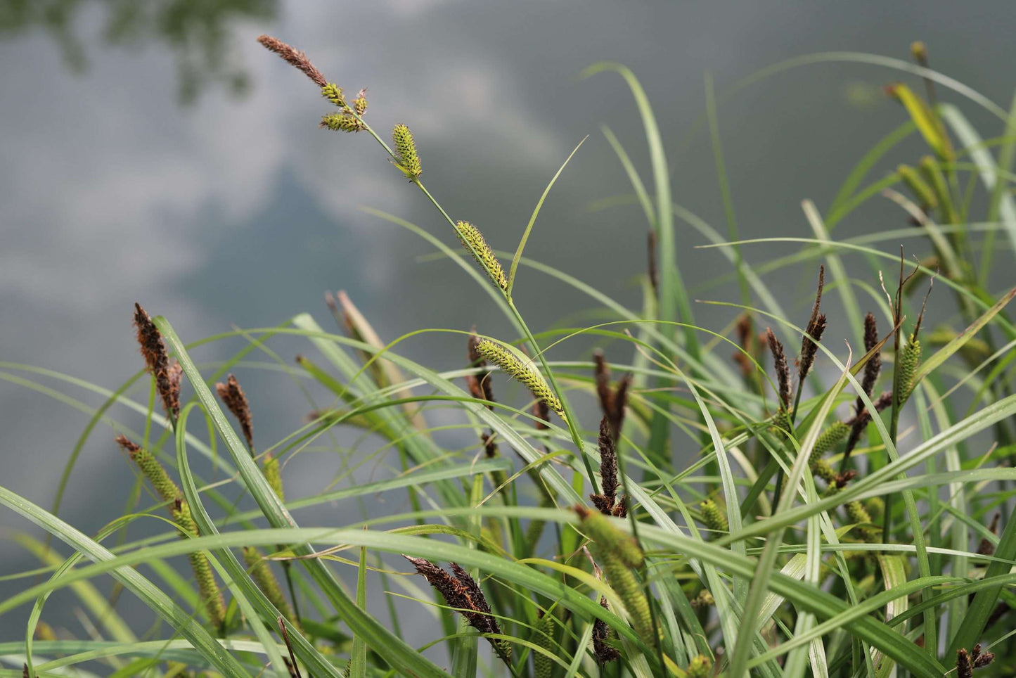 Carex riparia (Greater pond sedge) - Marginal Pond Plants - MP027