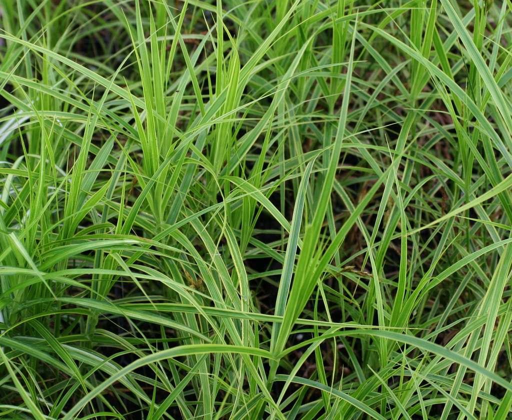 Carex muskingumensis (Oehm) - Marginal Pond Plants  - Pond Plants - Water Plants - MP024