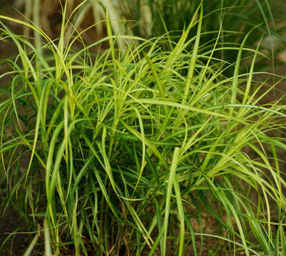 Carex muskingumensis (Musk sedge) - MP023 Packs