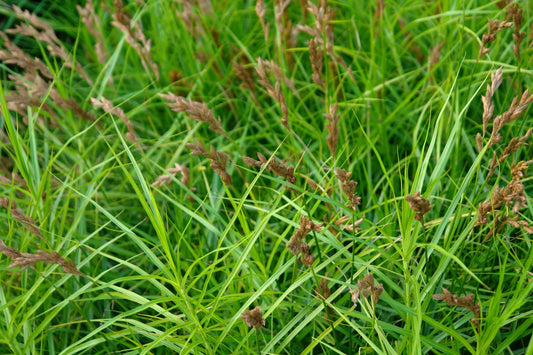 Carex muskingumensis (Musk sedge) - MP023 Packs