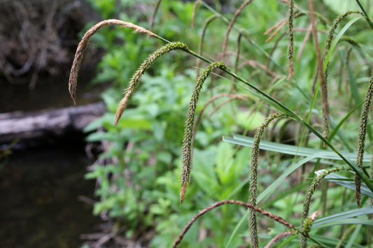 Carex pendula (Pendulous sedge) - MP026 Packs