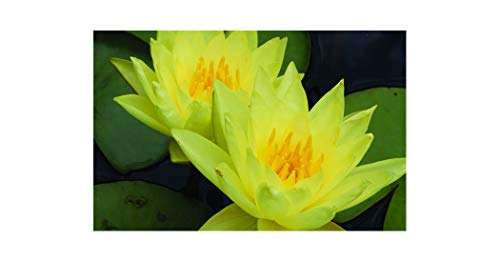 Chalene Straw Water Lily - Pond Plants
