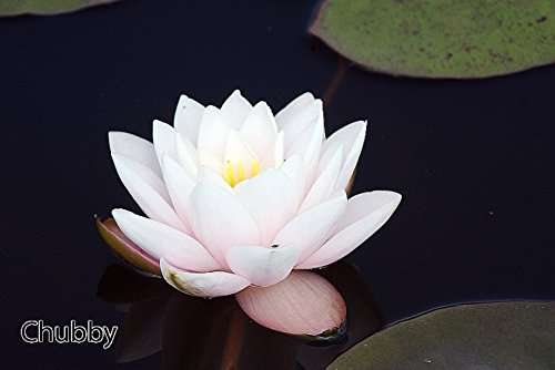 Chubby Water Lily - Pond Plants - Water Lilies - Aquatic Plants