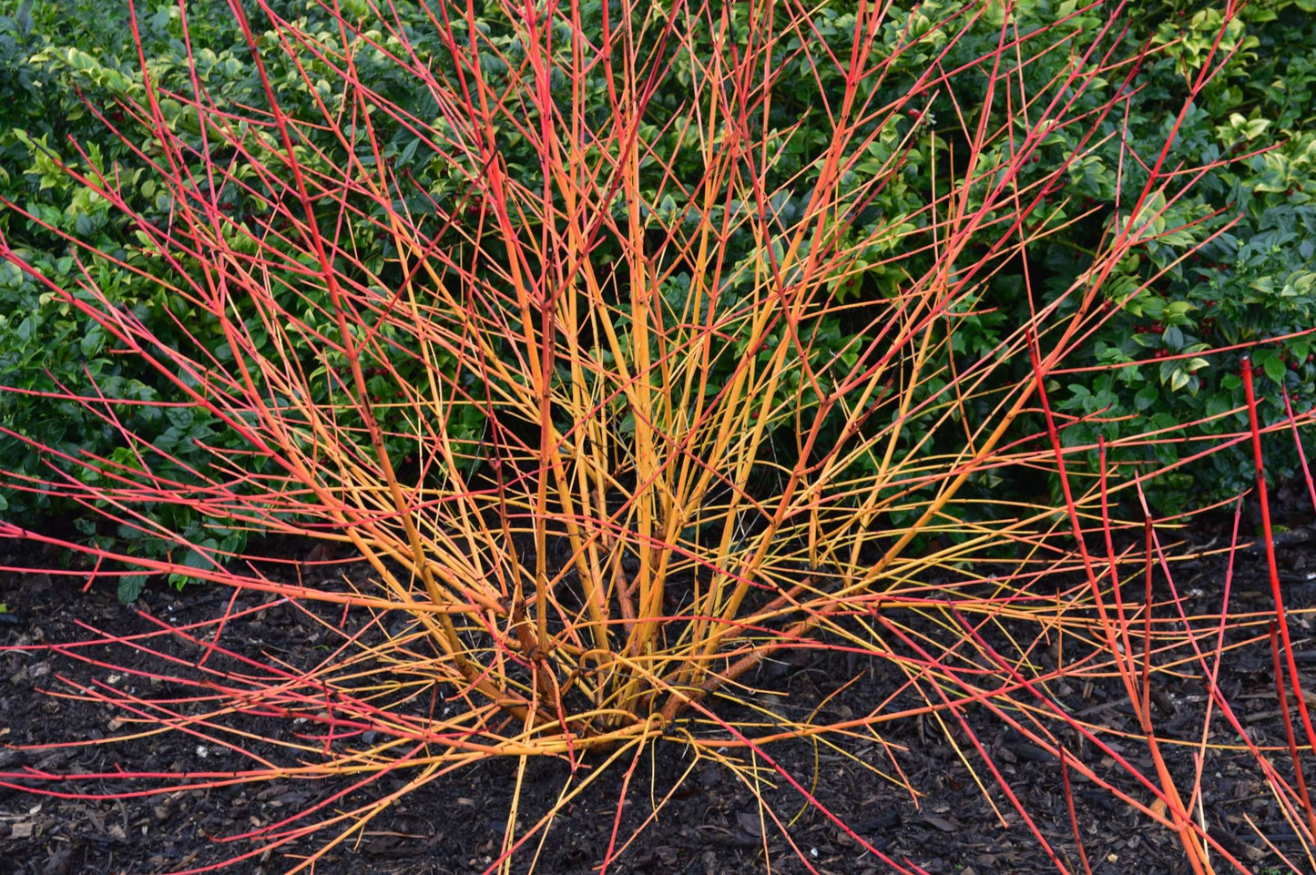 Cornus Sanguinea (Midwinter Fire) - Marginal Pond Plants - BP028