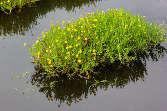 Cotula coronopifolia (Brass buttons) - Marginal Pond Plants - MP028