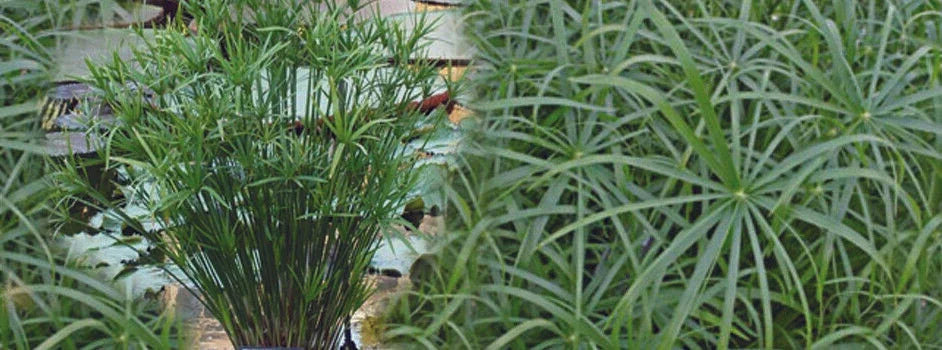 Cyperus alternifolius 'Involucratus' (Umbrella palm) - Marginal Pond Plants  - MP029