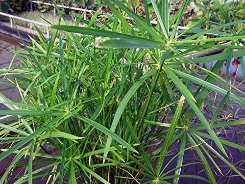 Cyperus alternifolius 'Involucratus' (Umbrella palm) - Marginal Pond Plants  - MP029