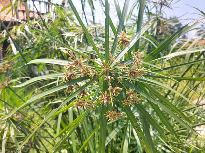 Cyperus alternifolius 'Involucratus' (Umbrella palm) - Marginal Pond Plants  - MP029
