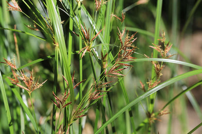 Cyperus longus (Sweet Galingale) - Marginal Pond Plants - MP031