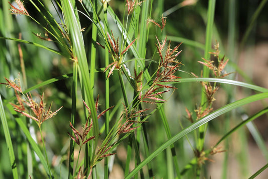 Cyperus longus (Sweet Galingale) - Marginal Pond Plants - MP031