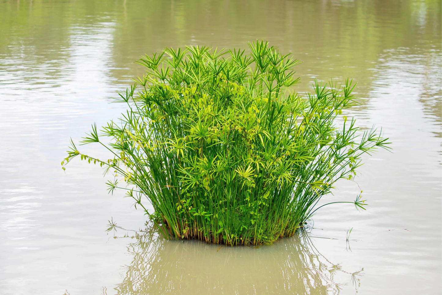 Cyperus alternifolius Gracillis - Marginal Pond Plants - MP030