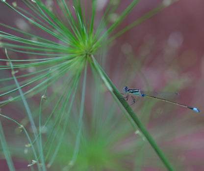 Cyperus Haspen Viviparus - MBP031A Packs