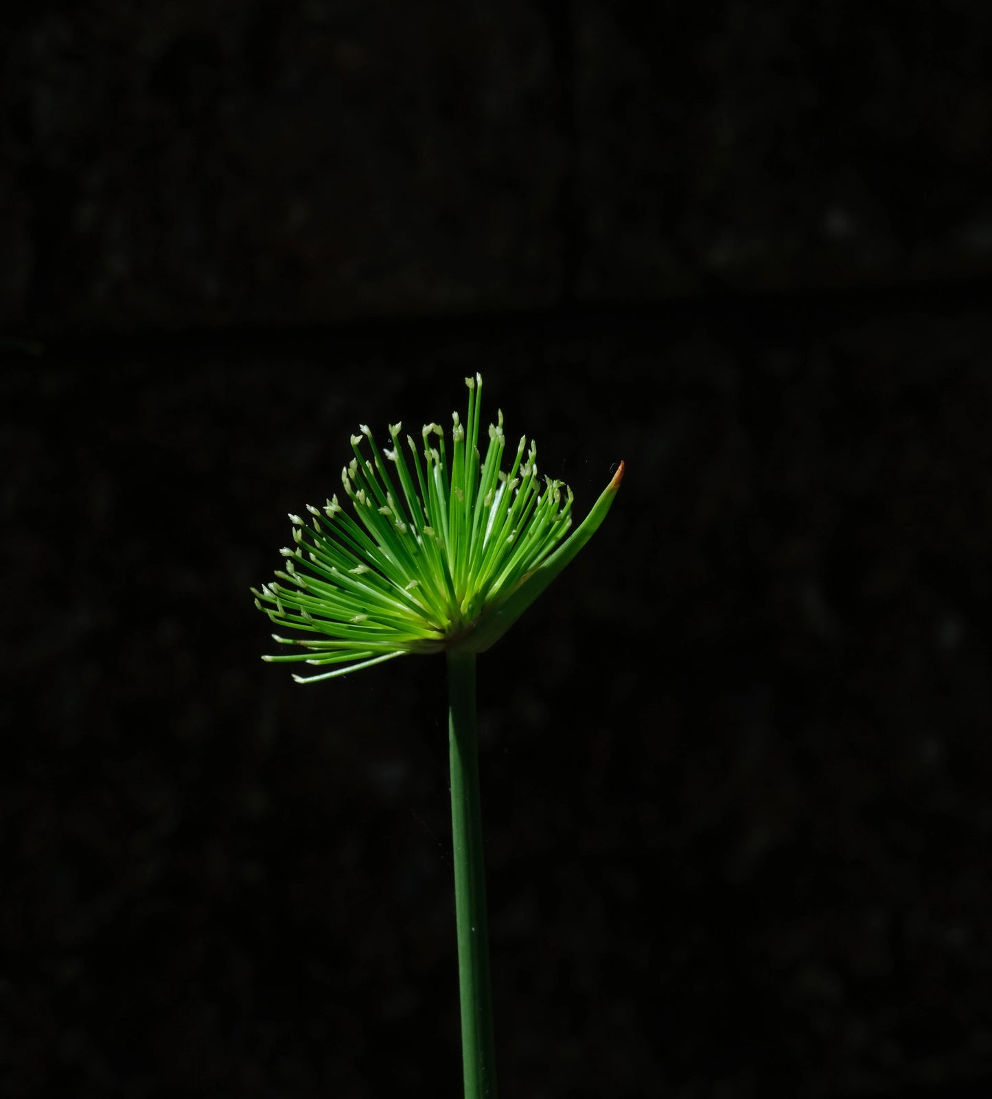 Cyperus Haspen Viviparus - MBP031A Packs