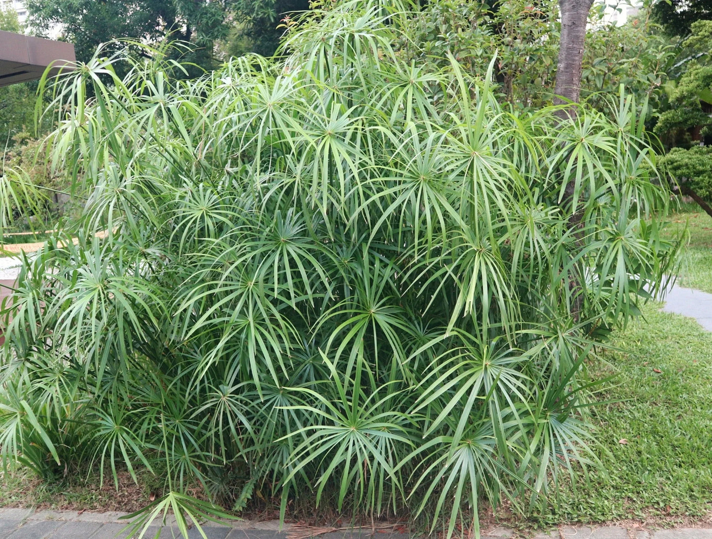 Cyperus Alternifolius Fuscus - MP029A Packs