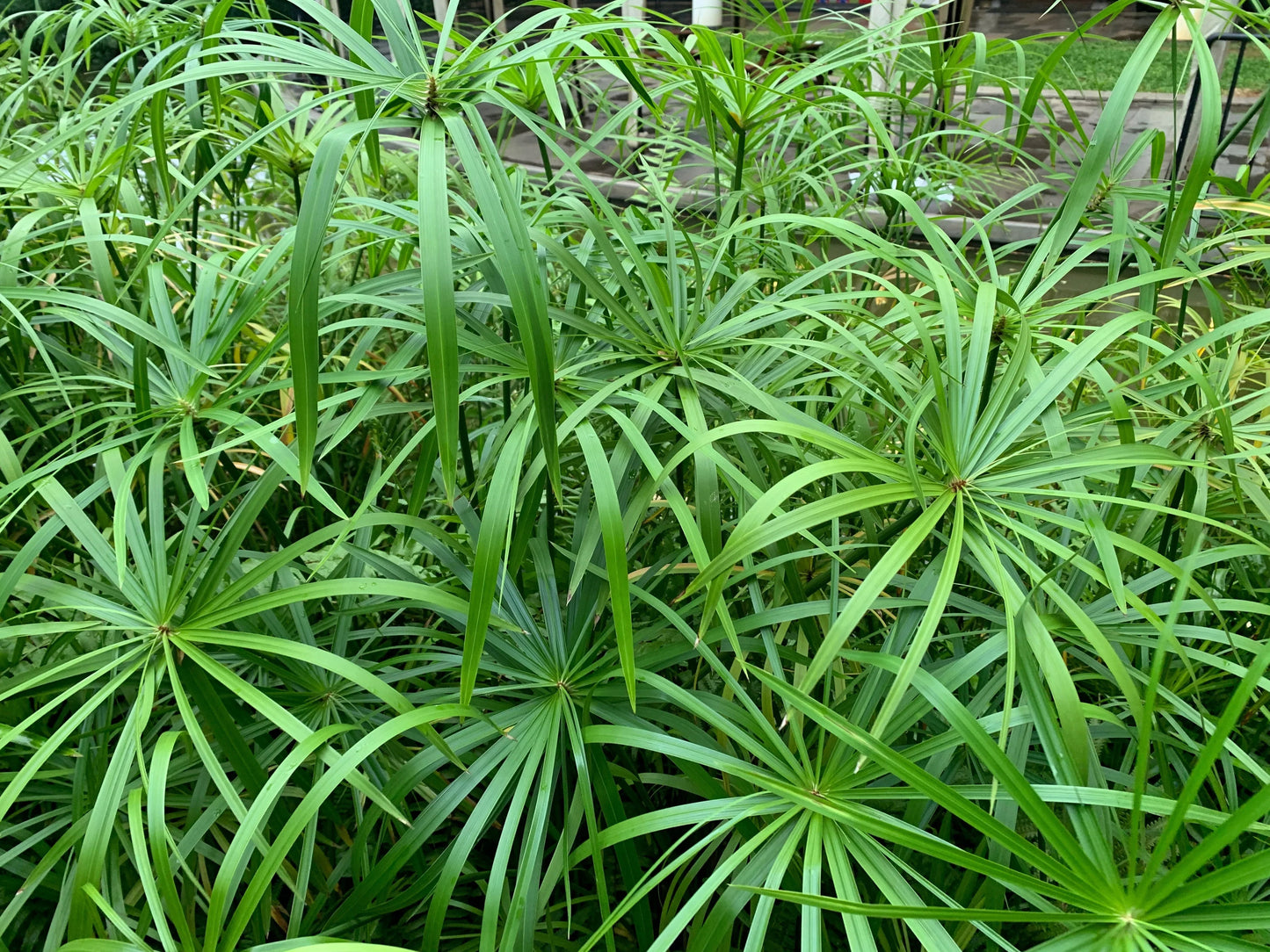 Cyperus Alternifolius Fuscus - MP029A Packs