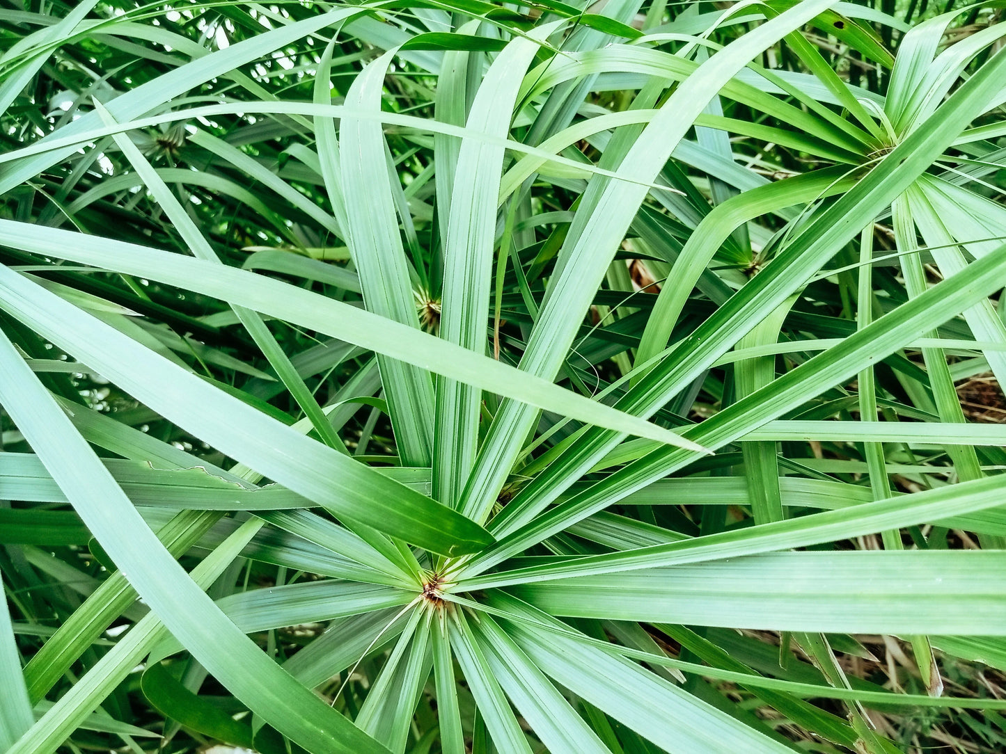 Cyperus Alternifolius Fuscus - MP029A Packs