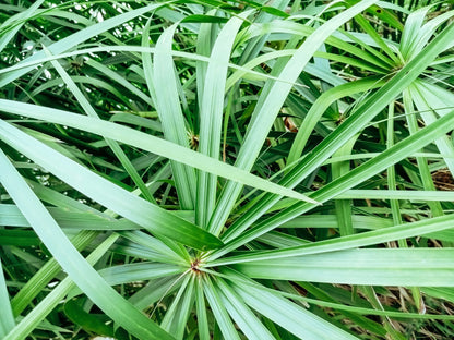 Cyperus Alternifolius Fuscus - MP029A Packs