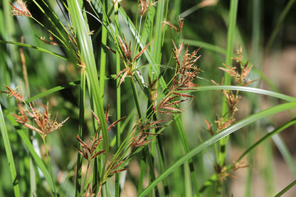 Cyperus longus (Sweet Galingale) - MP031 Packs
