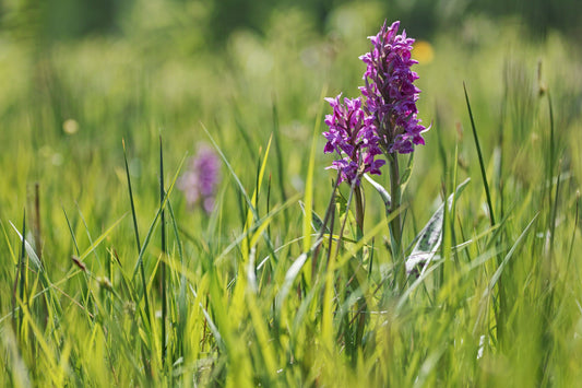 Dactylorhiza majalis praetermissa - MP032 Packs