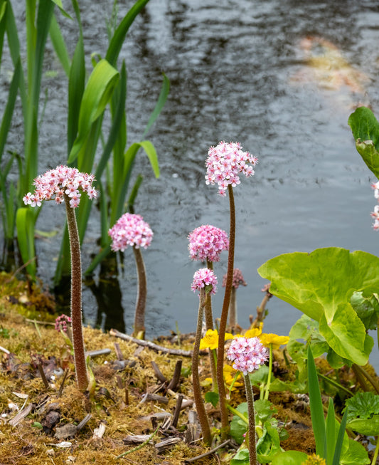 Darmera Peltata - BP032 Packs