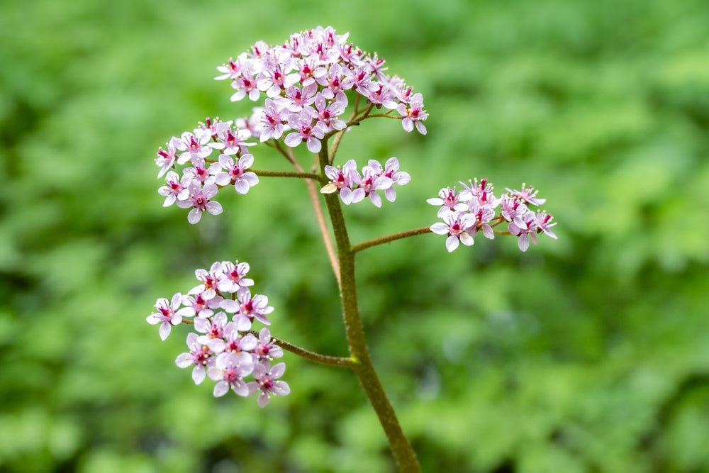 Darmera Peltata - BP032 Packs