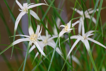 Dichromena colorata (Star grass) - Marginal Pond Plants - MBP032