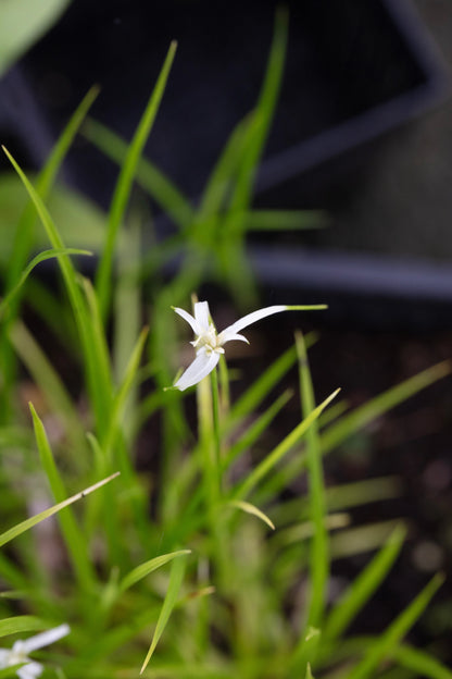 Dichromena colorata (Star grass) - MBP032 Packs